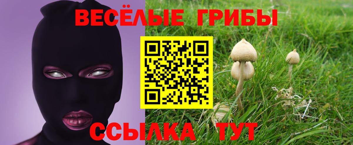Камышлов  Галлюциногенные грибы Psilocybe  Вход с VPN 